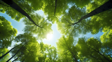 Green leaves and sky, clear blue sky and green trees seen from below