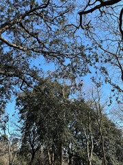 branches against sky