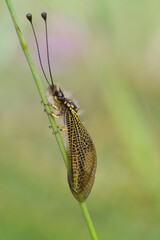 Libelloides ictericus owlfly precious insect of the Neuroptera family perched during sunset in the...