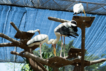 A group of white Storck in the zoo. 