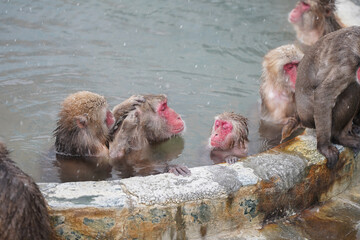 hot tubbing red face monkey bath in hot spring onsen to keep them warm in snow winter season tropical botanical Hakodate Hokkaido Japan   - Powered by Adobe
