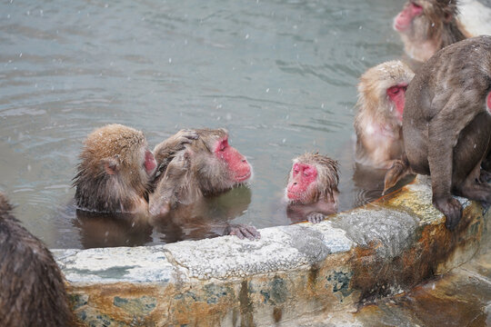 hot tubbing red face monkey bath in hot spring onsen to keep them warm in snow winter season tropical botanical Hakodate Hokkaido Japan