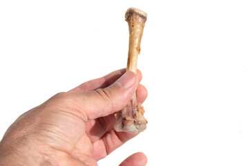  Male hand holding a stripped chicken bone against a white background