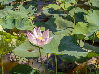 The blooming of pink lotus flower in the pond.