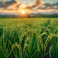 plant rice paddy background