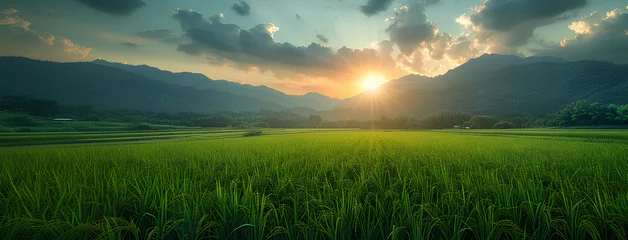 Foto op Canvas plant rice paddy background © Hamsyfr