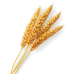 Ear of Wheat Spikelet