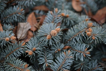 blue spruce branches as a backdrop , blue branches of a Christmas tree close-up, short needles of a coniferous tree close-up on a green background, texture of needles of a Christmas tree close
