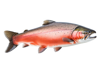 Naklejka premium Image of a salmon fish isolated on white background. Fresh fish. Underwater animals. Generative AI.