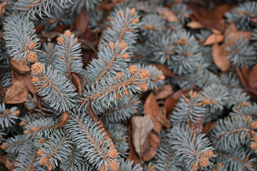 blue spruce branches as a backdrop , blue branches of a Christmas tree close-up, short needles of a coniferous tree close-up on a green background, texture of needles of a Christmas tree close
