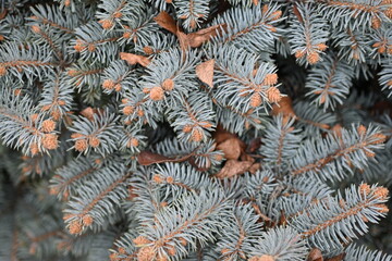 blue spruce branches as a backdrop , blue branches of a Christmas tree close-up, short needles of a coniferous tree close-up on a green background, texture of needles of a Christmas tree close
