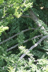 forest in the morning