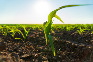 A small corn grows in the field. Corn grows at sunset. Corn crops