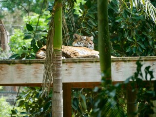 laying tiger