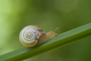 snail on a leaf (Monacha cartusiana). Edible. Sassari, Sardinia. Italy © antasfoto