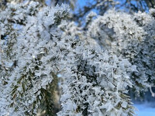 Frost-covered spruce branches. Winter Christmas natural background - 743819405