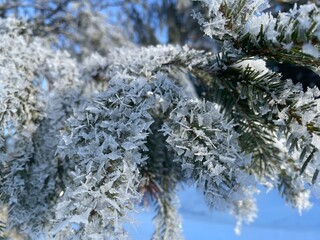 Frost-covered spruce branches. Winter Christmas natural background - 743819432