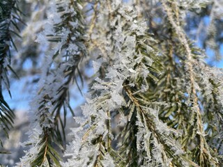 Frost-covered spruce branches. Winter Christmas natural background - 743819450