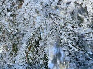 Frost-covered spruce branches. Winter Christmas natural background - 743819472