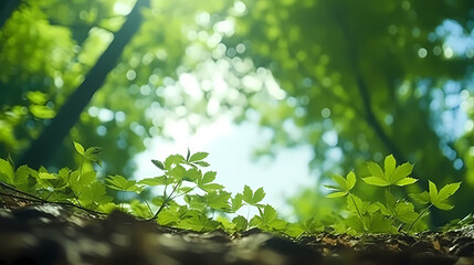 Forest trees low angle landscape panorama