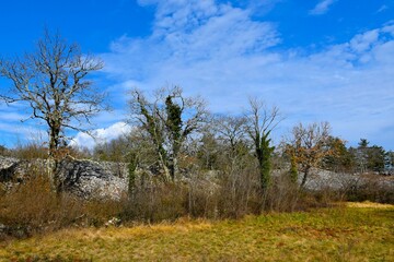 Trees next to ancient ruins of Debela Griza near Komen and Volcji Grad in Kras, Primorska, Slovenia