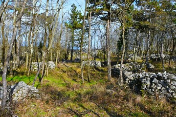 Ruins in a forest at Debela Griza hillfort near Volcji Grad and Komen in Kras, Primorska, Slovenia