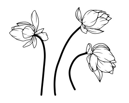 Black and white hand drawn floral illustration with lotus flowers. Outline of lotus flowers on a white background.