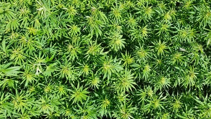 Hanfpflanzen oder Cannabispflanzen