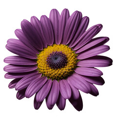 Daisy image isolated on a transparent background PNG photo