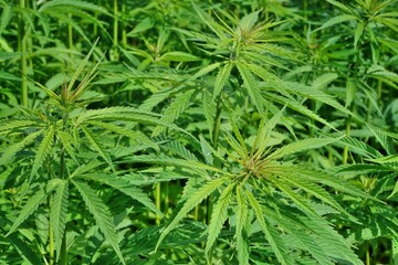 Hanfpflanzen oder Cannabispflanzen