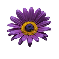 Daisy image isolated on a transparent background PNG photo