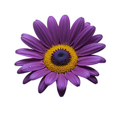 Obraz premium Daisy image isolated on a transparent background PNG photo
