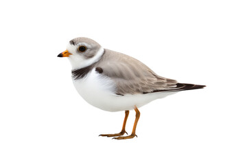 Adorable Piping Plover Isolated on Transparent Background