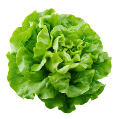 Lettuce isolated, transparent background white background no background