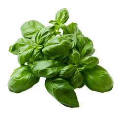 Fototapeta premium Basil isolated, transparent background white background no background
