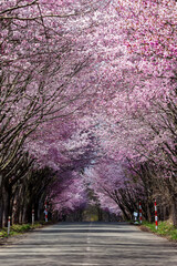 An empty rural road covered by a beautiful Cherry Blossom tunnel during spring