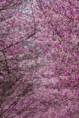 Close-up of beautiful pink Cherry Blossom