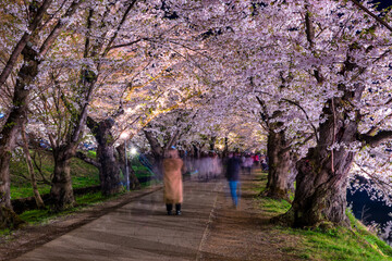 Long exposure (blurred motion) of tourists under a beautiful, illuminated Cherry Blossom tunnel at night (Hirosaki, Japan)