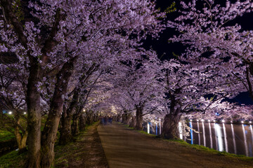 Long exposure blurred motion of tourists under an illuminated Cherry Blossom tunnel at night