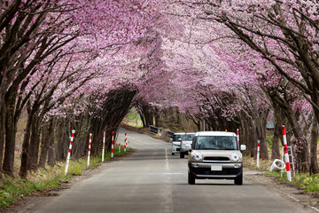 A beautiful Cherry Blossom tunnel over a rural road in the Aomori area of Japan