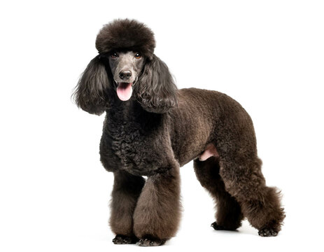 Pudel stehend isoliert auf wei&szlig;en Hintergrund, Freisteller 