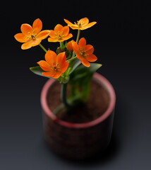 Ornithogalum dubium orange, flower of the lily family
