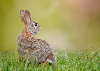 Rabbit at Sunset