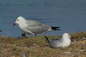 Gabbiano corso - Audouin's Gull Larus audouinii Stintino, Lagune di Casaraccio,  Sassari, Sardegna, Italia...