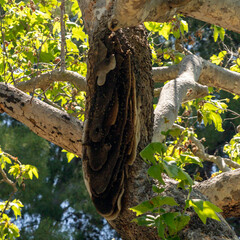 A nest of wild bees
