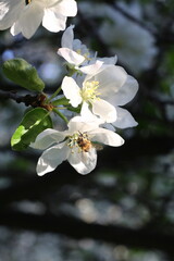 apple tree blossom