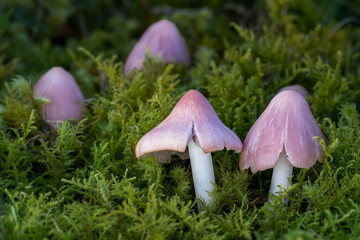The Pink Waxcap (Porpolomopsis calyptriformis) - Pink mushrooms in the green moss