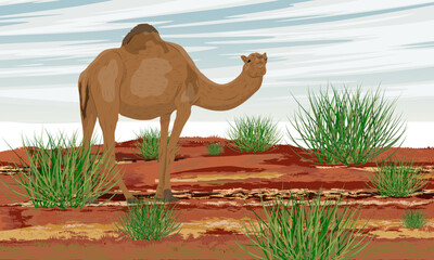 A re-feralized dromedary camel walks on red soil in Australia. Realistic vector landscape