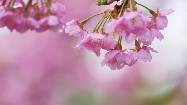 Rain-soaked petals of cherry blossoms sway in the wind. sakura