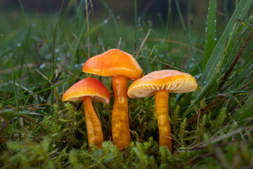 Three orange wet mushrooms in the grass. Rare fungi called Honey Waxcap (Hygrocybe reidii)